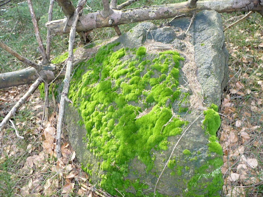 img00026.jpg