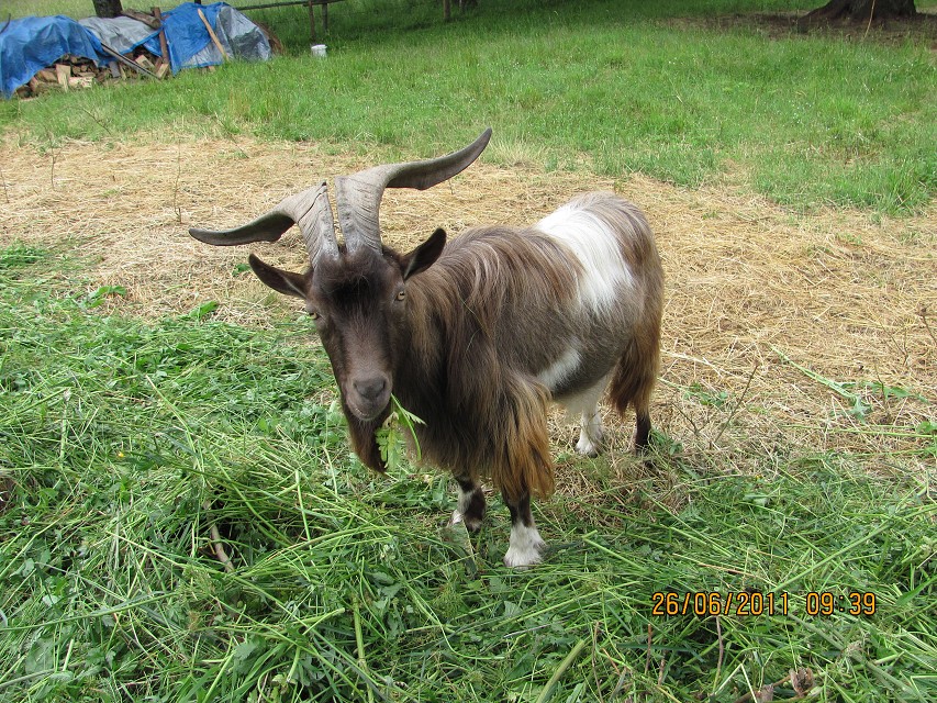 img00004.jpg