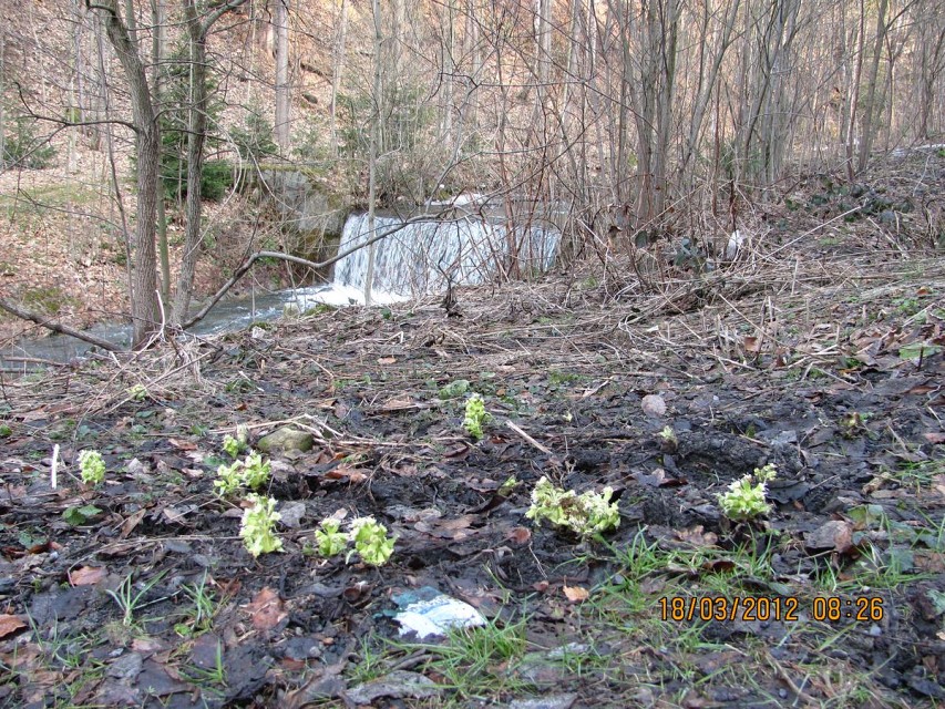 img00004.jpg