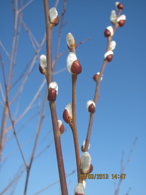 img00044.jpg