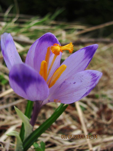 img00070.jpg