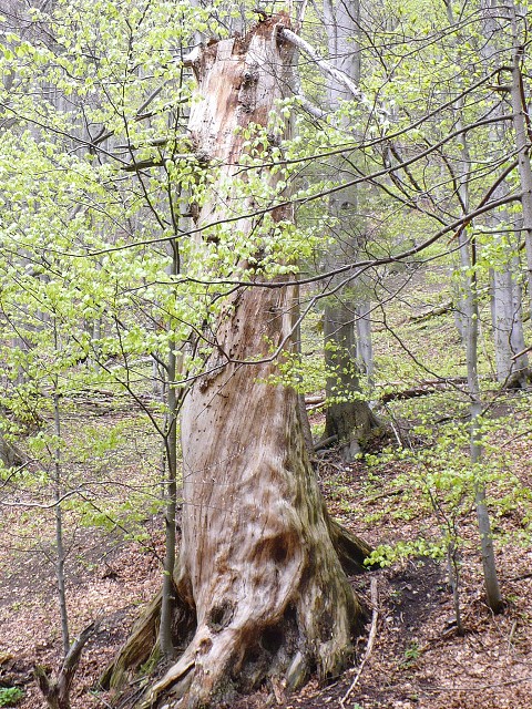 img00084.jpg