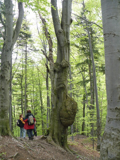 img00093.jpg