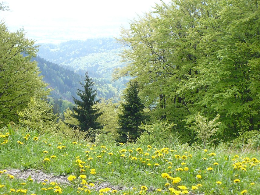 img00003.jpg