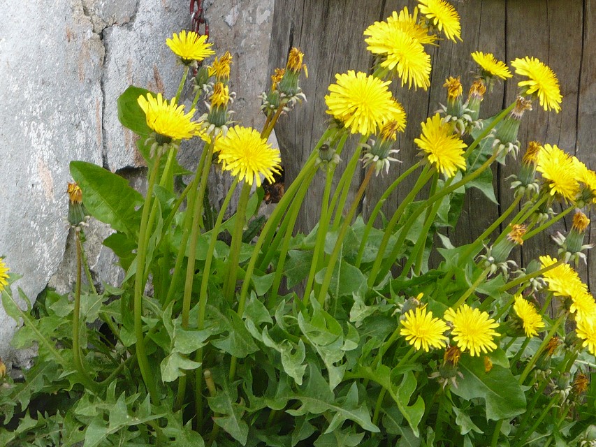 img00005.jpg
