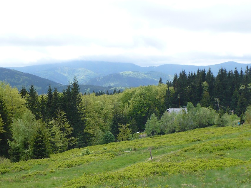 img00012.jpg