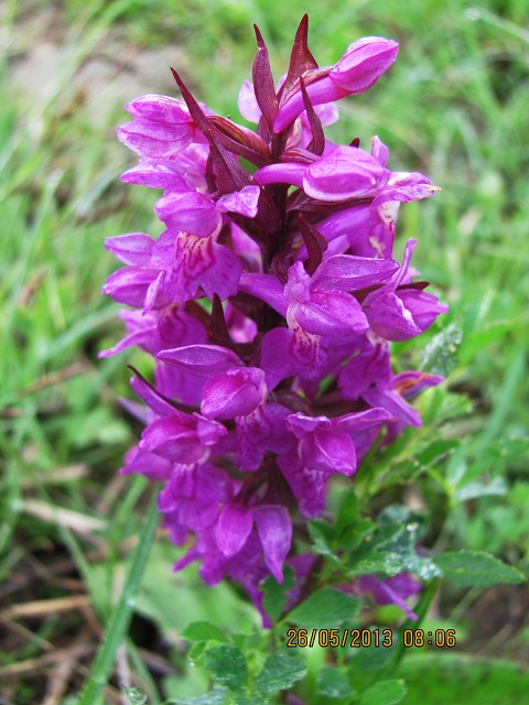 img00012.jpg