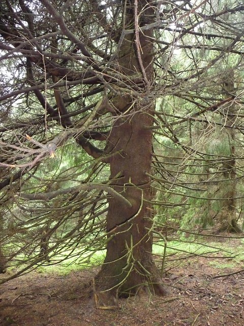 img00079.jpg