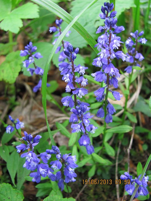 img00012.jpg