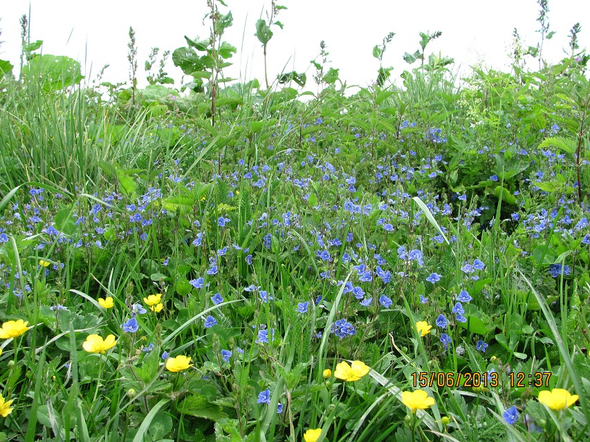 img00028.jpg