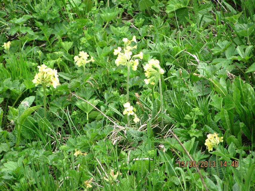img00035.jpg