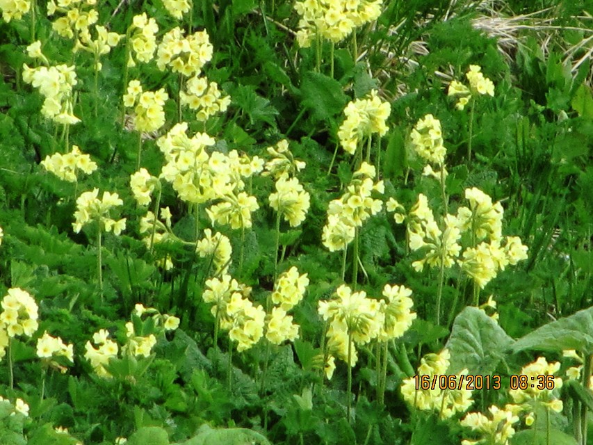 img00062.jpg
