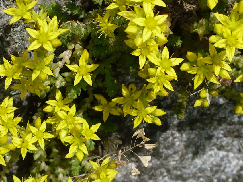 img00041.jpg