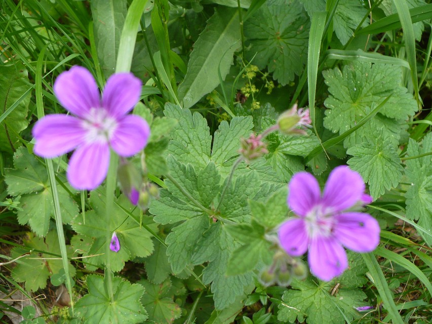 img00015.jpg