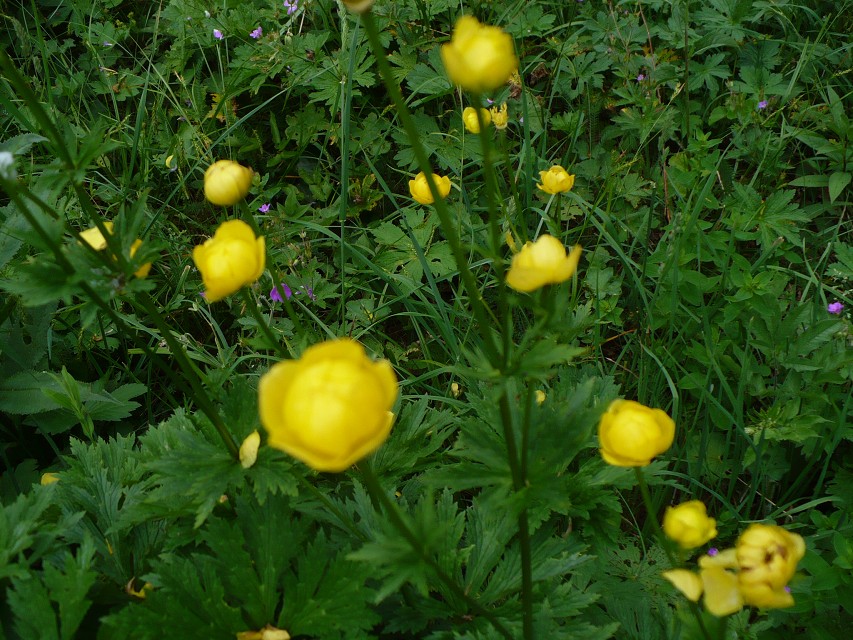 img00018.jpg