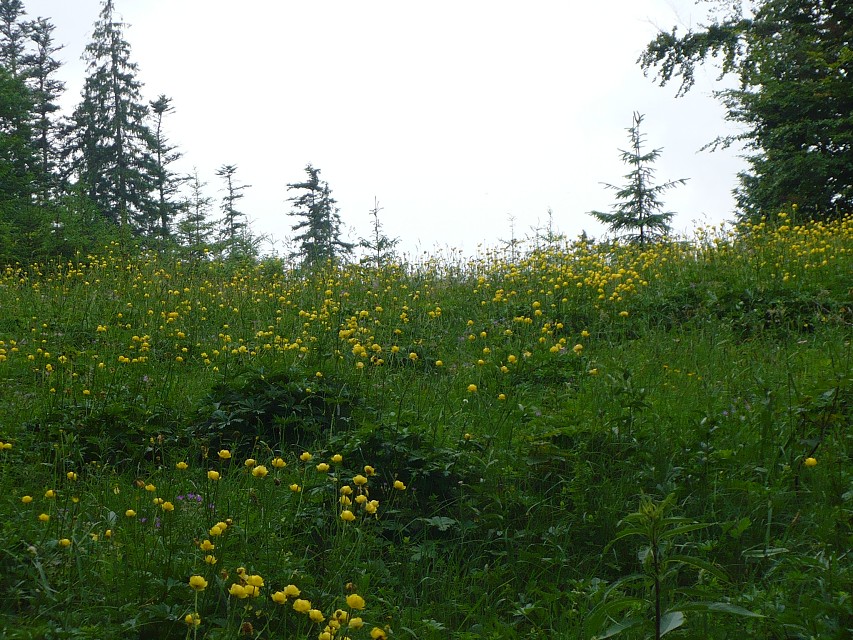 img00019.jpg