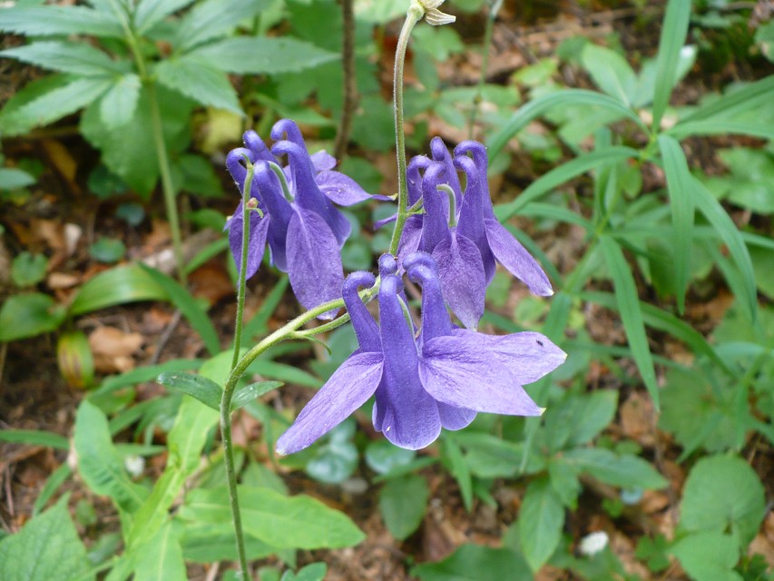 img00023.jpg