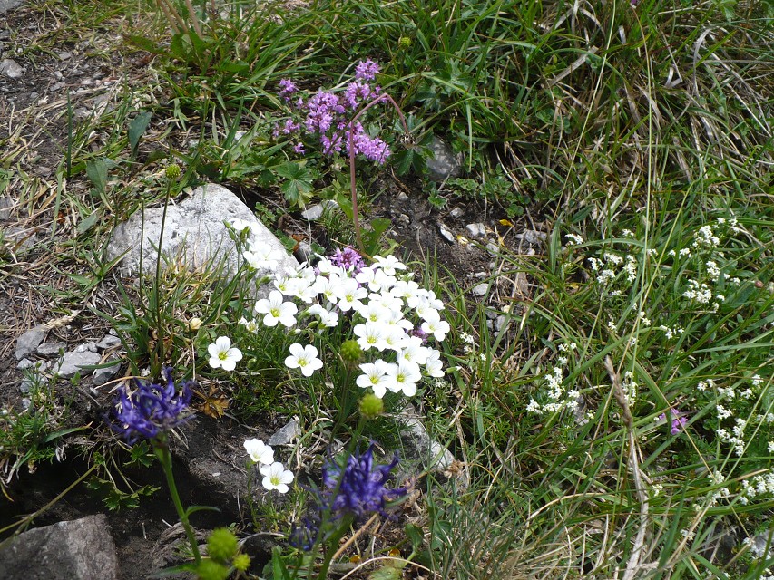 img00050.jpg