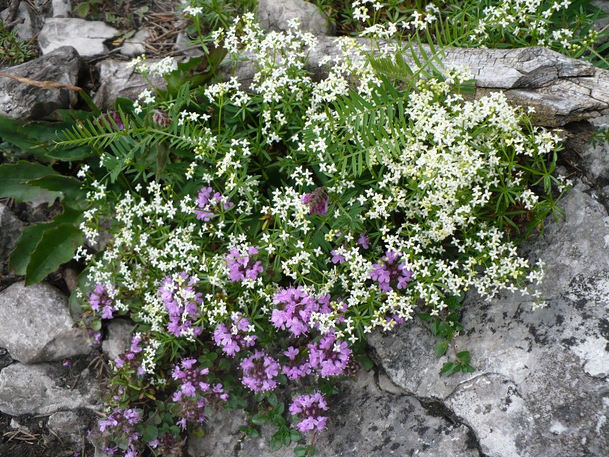 img00052.jpg