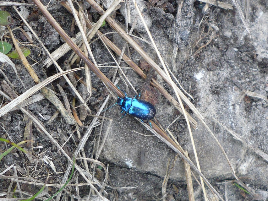 img00062.jpg