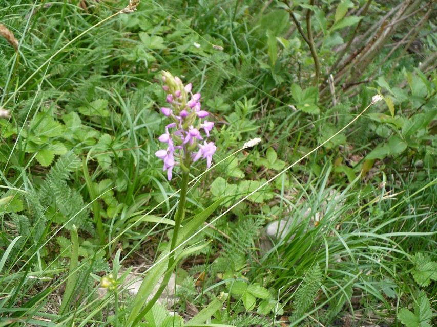 img00065.jpg