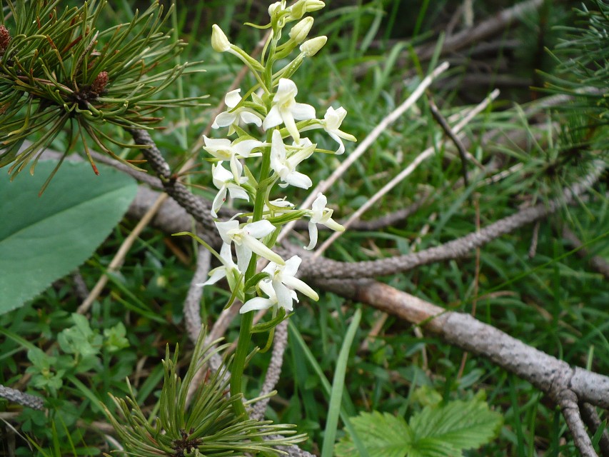 img00066.jpg