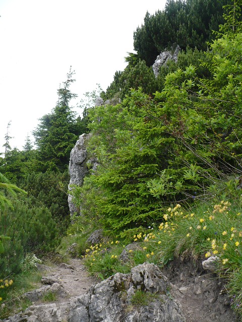 img00068.jpg