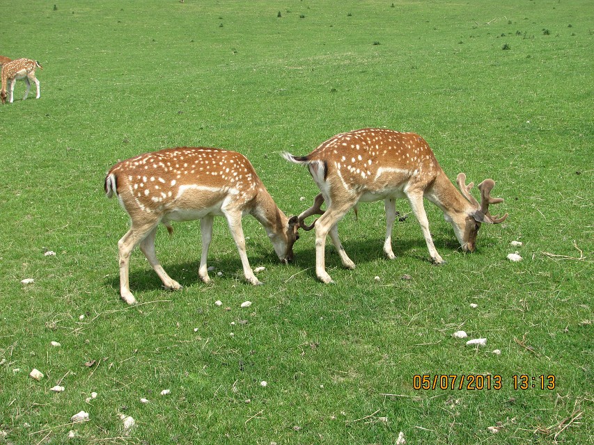 img00021.jpg