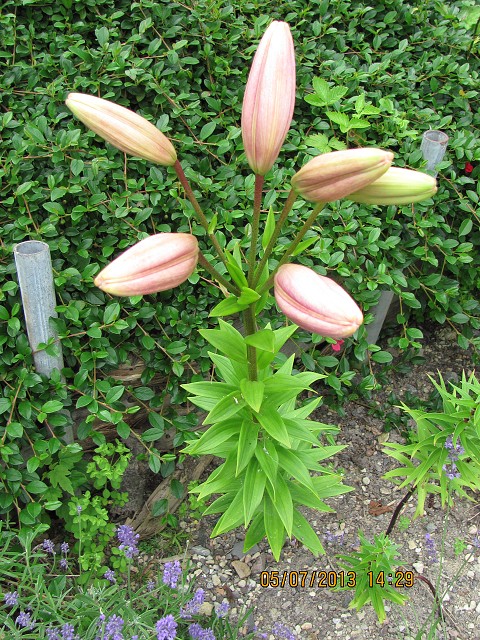 img00027.jpg