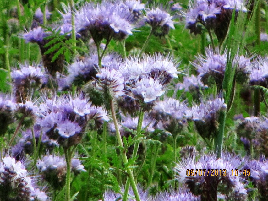 img00061.jpg