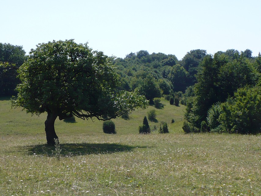 img00017.jpg
