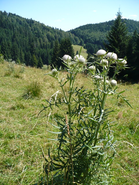 img00054.jpg