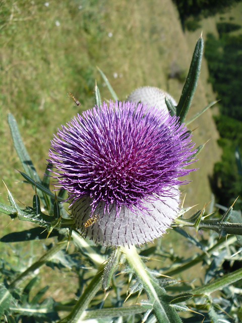 img00057.jpg