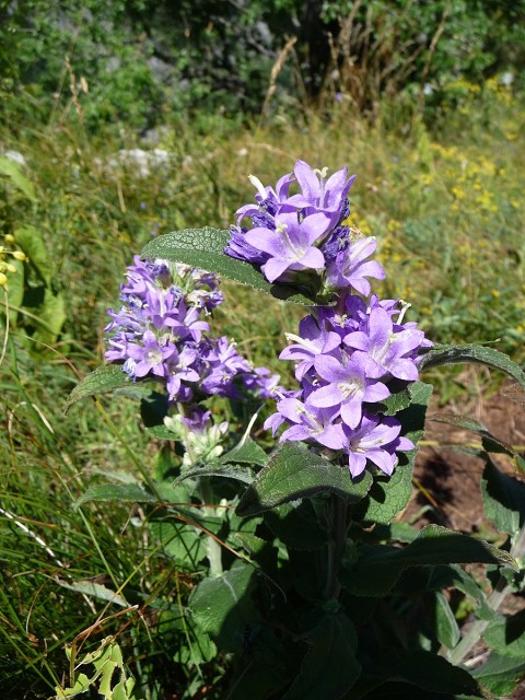 img00103.jpg