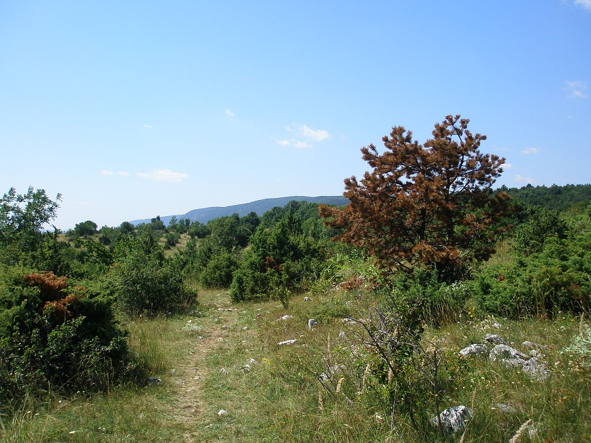 img00106.jpg