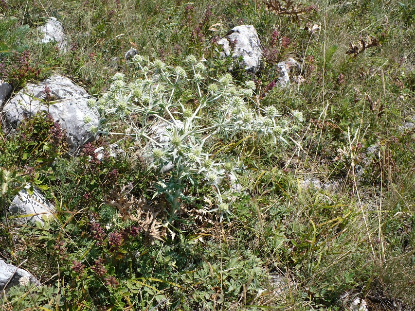 img00108.jpg