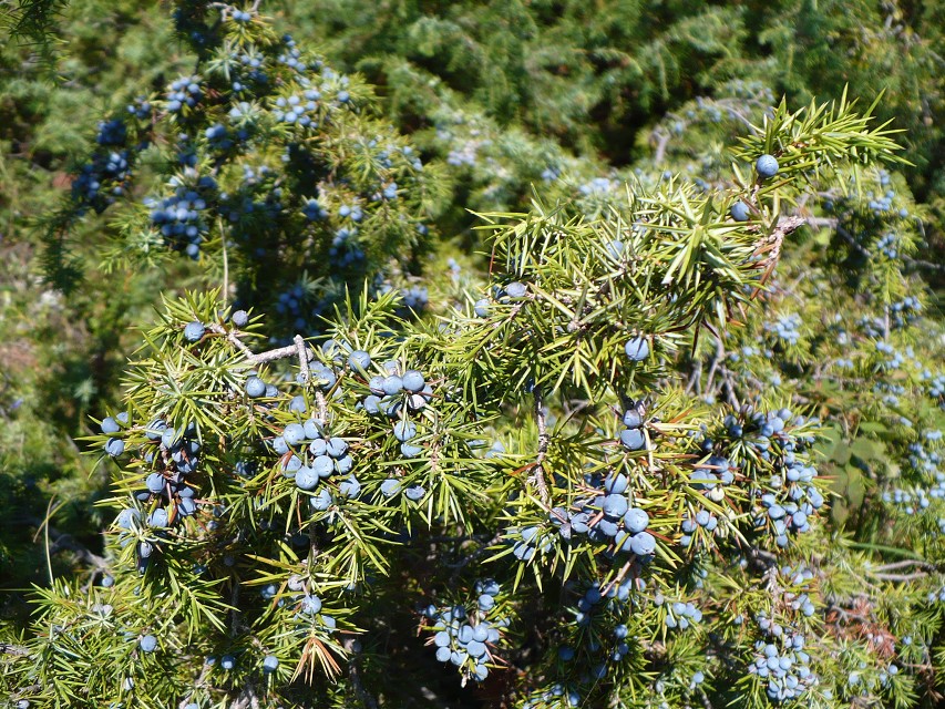 img00110.jpg