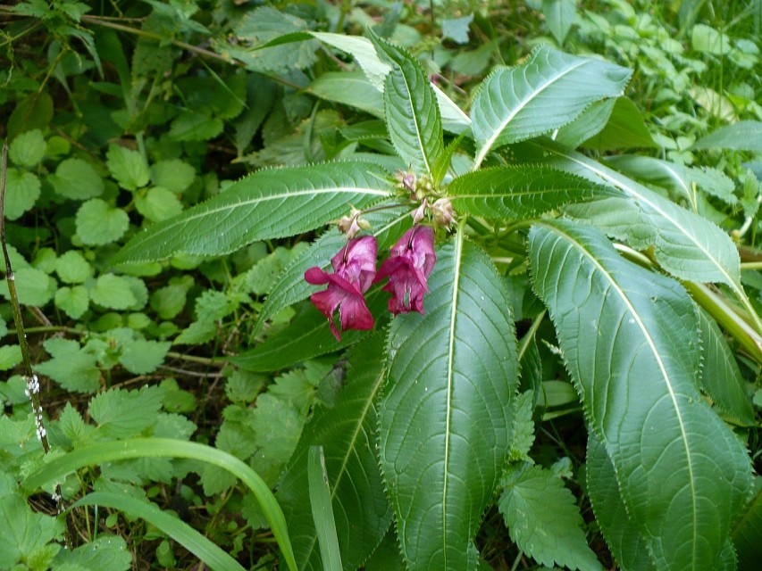 img00060.jpg