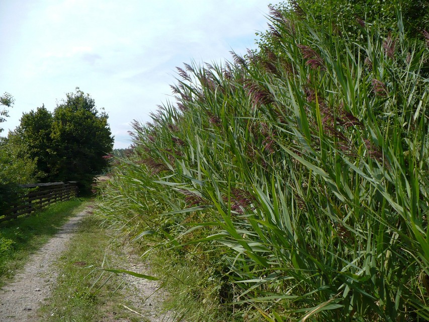 img00068.jpg