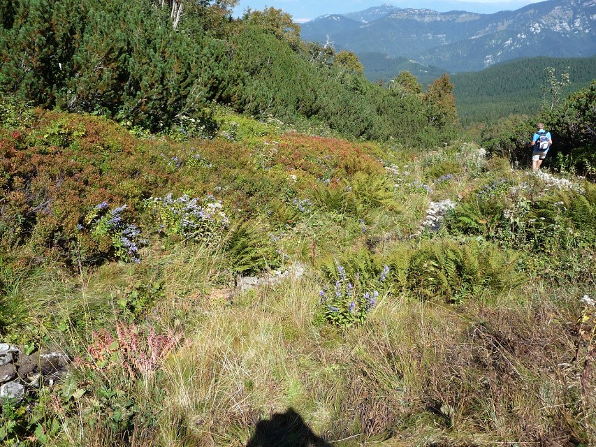 img00031.jpg