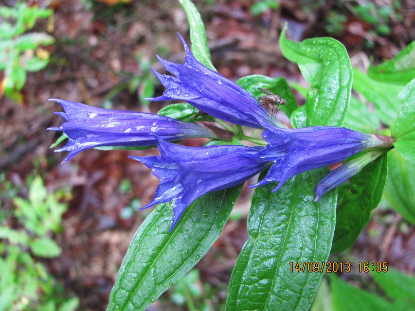 img00082.jpg