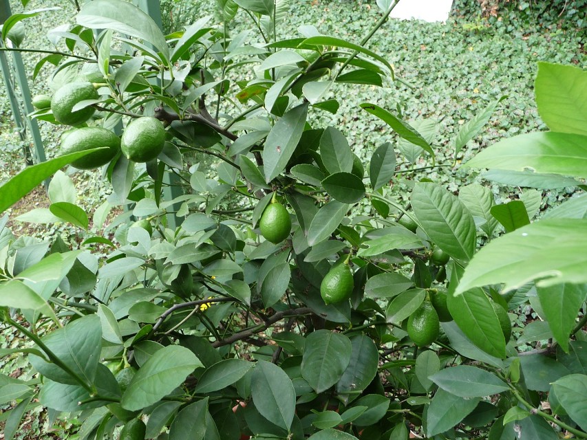 img00026.jpg