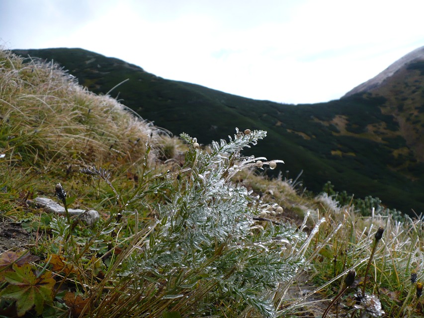 img00030.jpg