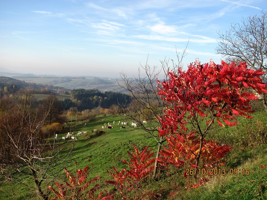 img00009.jpg