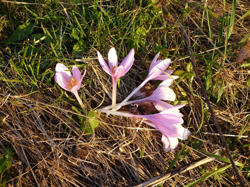 img00049.jpg