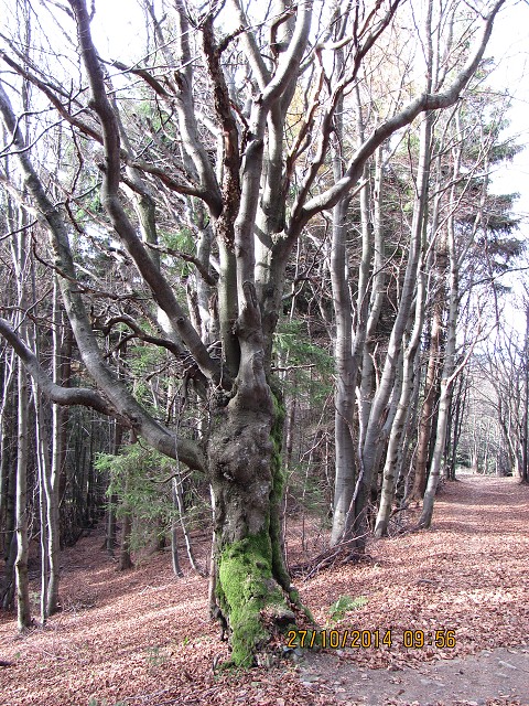 img00065.jpg