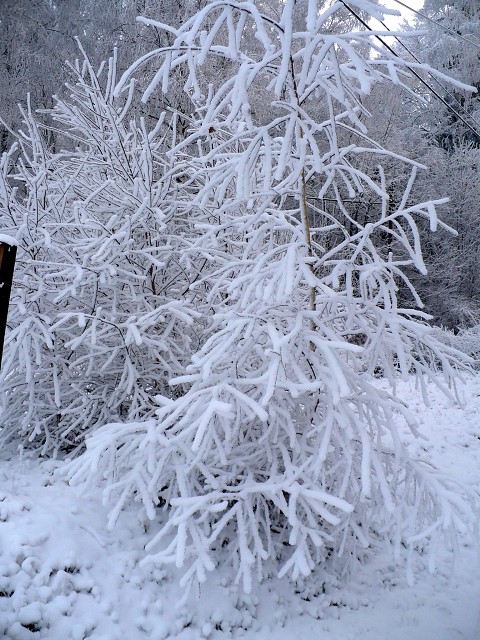 img00005.jpg