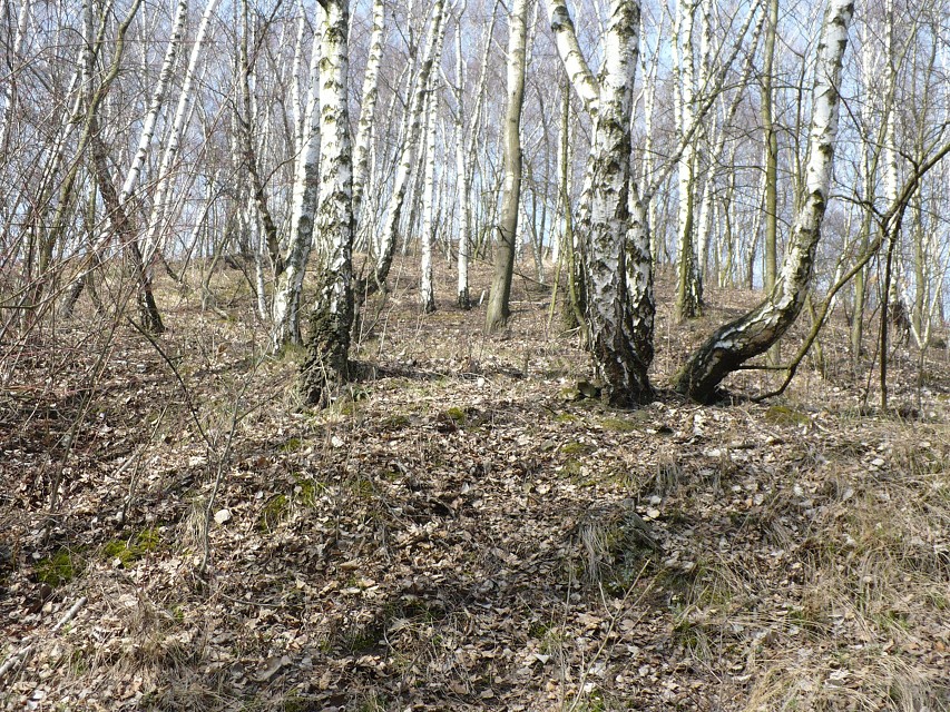 img00015.jpg