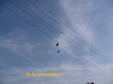 thn00043.jpg