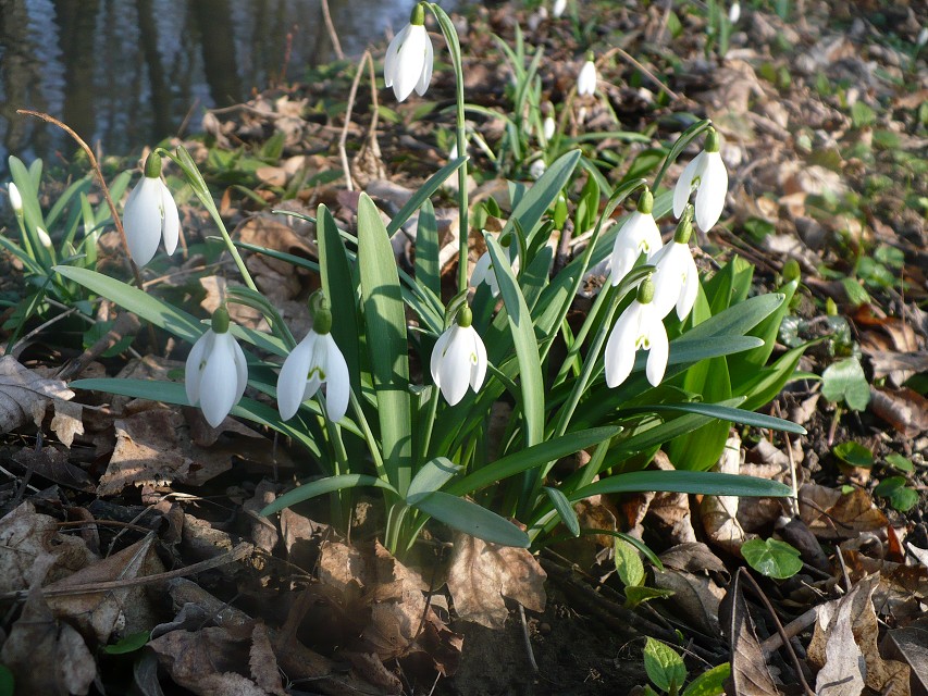 img00015.jpg